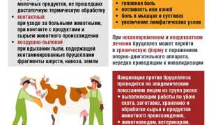 Бруцеллез и гепатит: какие болезни подстерегают дачников