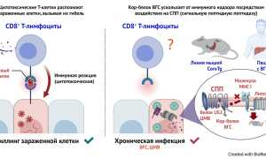 Как вирус гепатита С обманывает нашу иммунную систему?