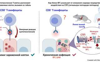 Как вирус гепатита С обманывает нашу иммунную систему?