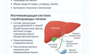 Как устроены и как работают печень и желчевыводящие пути