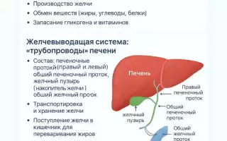Как устроены и как работают печень и желчевыводящие пути