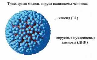 Вирус папилломы человека