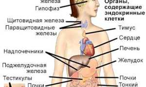 Щитовидная железа и печень: какова связь?