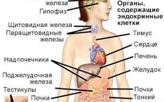 Щитовидная железа и печень: какова связь?