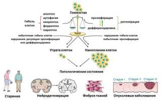 Ученые раскрыли механизм формирования хронических инфекций