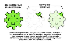 Разработан подход для повышения эффективности вакцин 