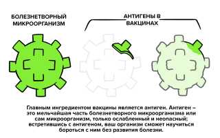 Разработан подход для повышения эффективности вакцин 