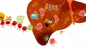 Как снизить токсическую нагрузку на печень?