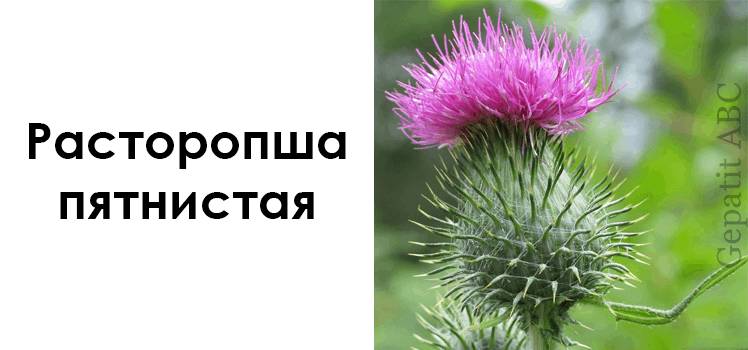 Расторопша пятнистая