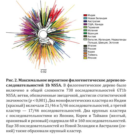 Рис. 2. Максимальное вероятное филогенетическое дерево последовательностей 1b NS5A