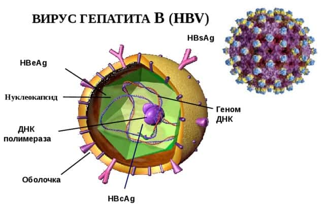 ДНК
