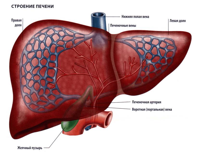 Здоровая печень